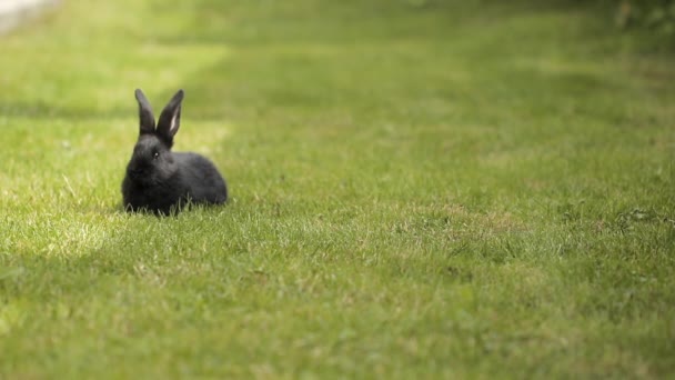 Black Rabbit On Green Grass — Stock Video