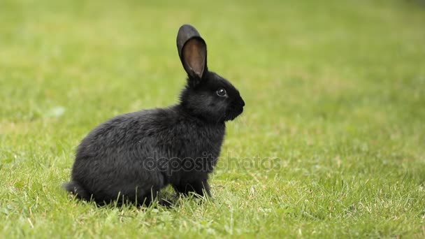 schwarzes Kaninchen auf grünem Gras