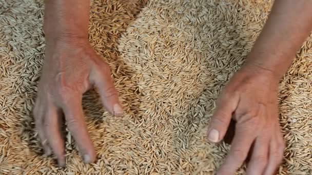 농민 손 들고 귀리 곡물 수확 — 비디오