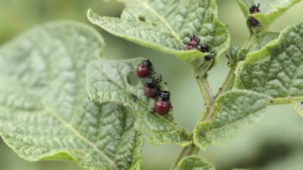 Colorado aardappelkever eet aardappelbladeren — Stockvideo