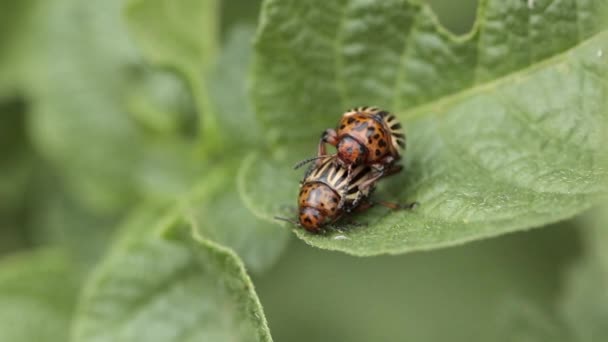 Колорадський жук їсть листя картоплі. — стокове відео