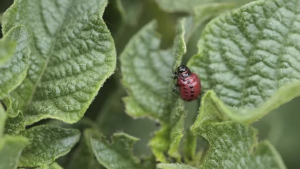 Le doryphore de la pomme de terre mange des feuilles de pomme de terre — Video