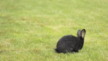 Siyah yeşil çimenlerin üzerinde tavşan