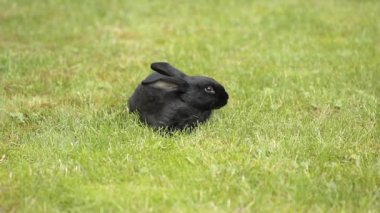 Siyah yeşil çimenlerin üzerinde tavşan