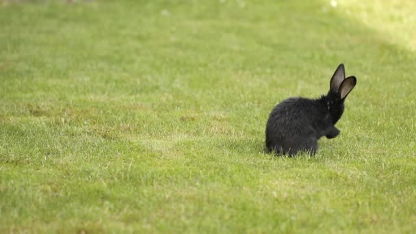 Black Rabbit On Green Grass — Stock Video