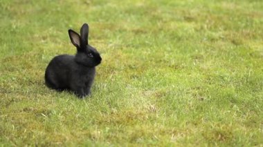 Siyah yeşil çimenlerin üzerinde tavşan