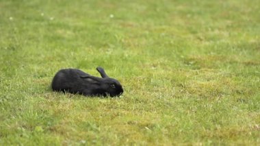 Siyah yeşil çimenlerin üzerinde tavşan