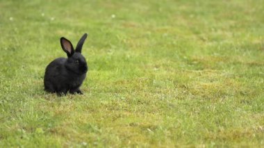 Siyah yeşil çimenlerin üzerinde tavşan