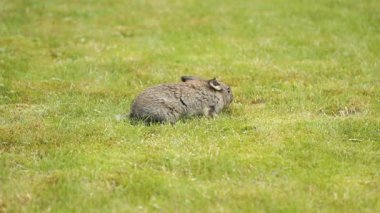 Yeşil çimenlerin üzerinde gri tavşan