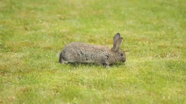 Yeşil çimenlerin üzerinde gri tavşan