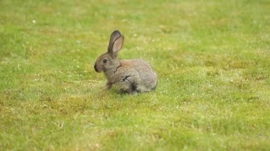 Yeşil çimenlerin üzerinde gri tavşan
