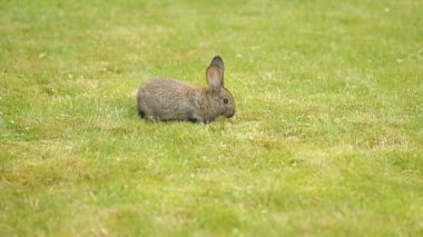 Yeşil çimenlerin üzerinde gri tavşan