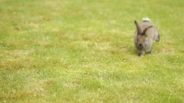 Yeşil çimenlerin üzerinde gri tavşan