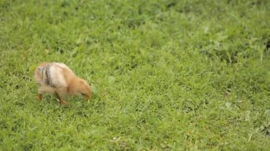 Yeşil çimenlerin üzerinde küçük tavuk