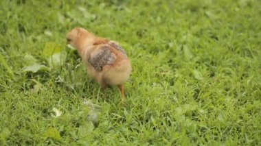 Yeşil çimenlerin üzerinde küçük tavuk