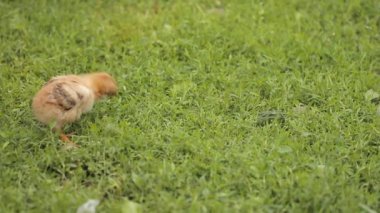 Yeşil çimenlerin üzerinde küçük tavuk