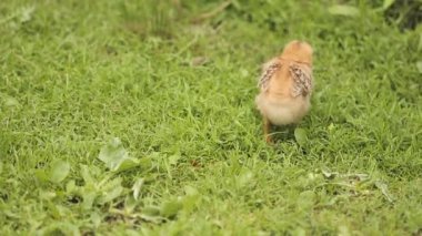 Yeşil çimenlerin üzerinde küçük tavuk