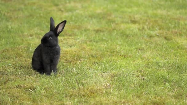 Schwarzes Kaninchen auf grünem Gras — Stockvideo