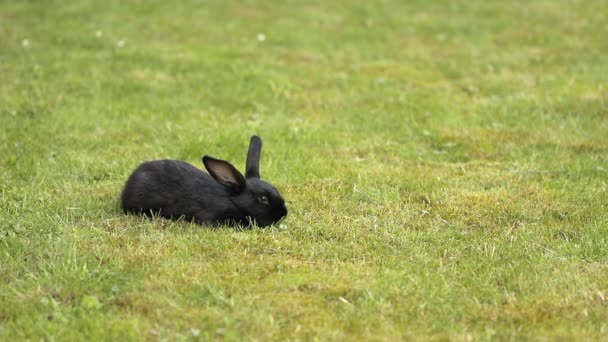 Schwarzes Kaninchen auf grünem Gras — Stockvideo