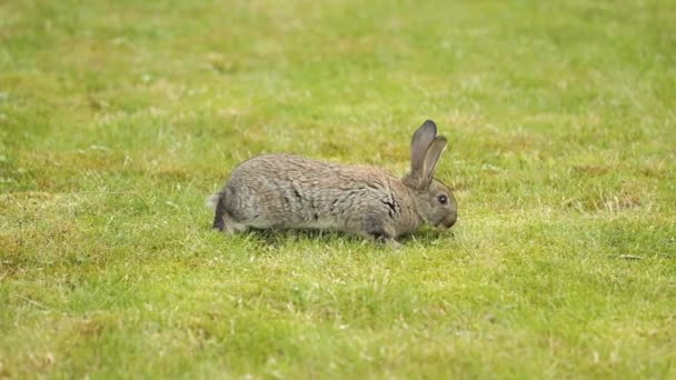 Graues Kaninchen auf grünem Gras — Stockvideo