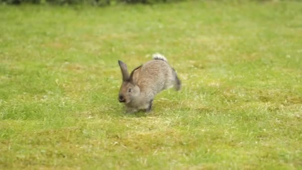 Šedý králík na zelené trávě