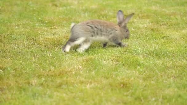 Conejo gris sobre hierba verde — Vídeos de Stock