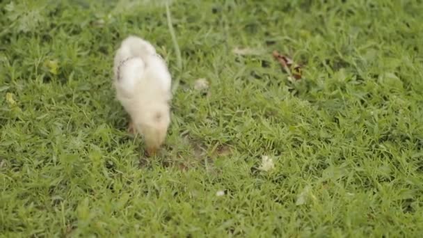 Pollo pequeño sobre hierba verde — Vídeo de stock