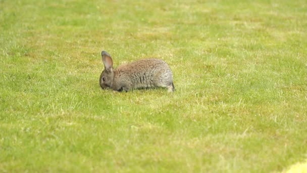 緑の芝生の上の灰色のウサギ — ストック動画