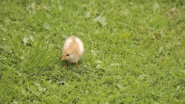 Kleine kip op groen gras — Stockvideo