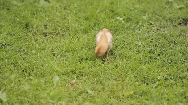 Pollo pequeño sobre hierba verde — Vídeos de Stock