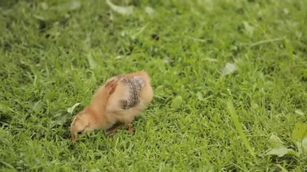 Маленький цыпленок на зеленой траве — стоковое видео