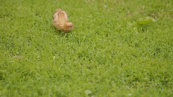 Pollos pequeños con una gallina sobre hierba verde — Vídeo de stock
