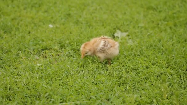 Pollo pequeño sobre hierba verde — Vídeos de Stock