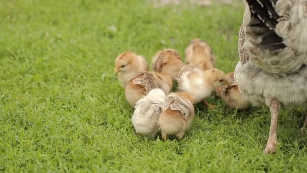Galinhas pequenas com uma galinha na grama verde — Vídeo de Stock