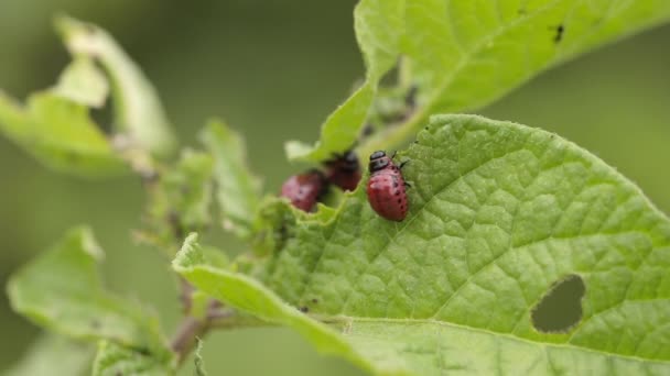 Colorado aardappelkever eet aardappelbladeren — Stockvideo