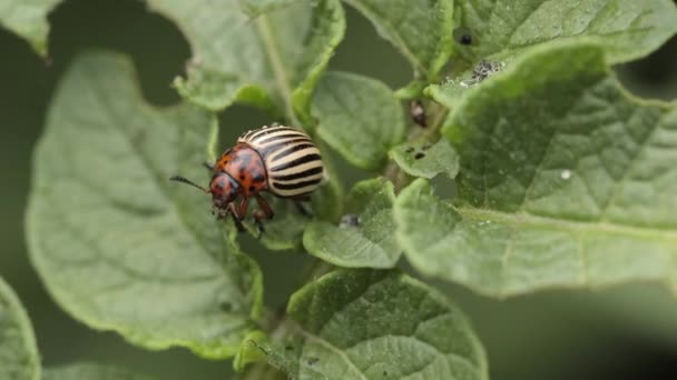 Колорадський жук їсть листя картоплі. — стокове відео