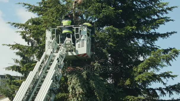 Bomberos preparándose para cortar ramas de abeto — Vídeos de Stock