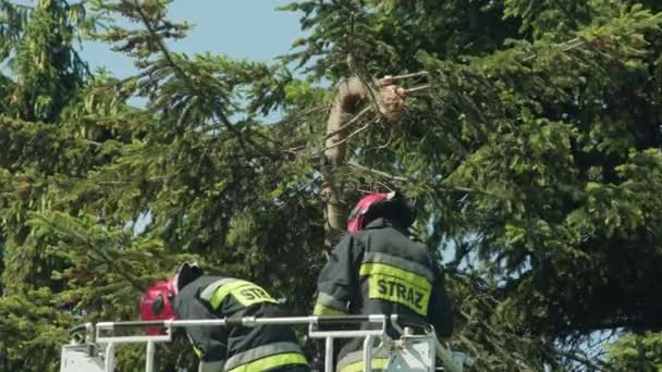 Strażacy, przygotowanie do cięcia gałęzi świerka — Wideo stockowe