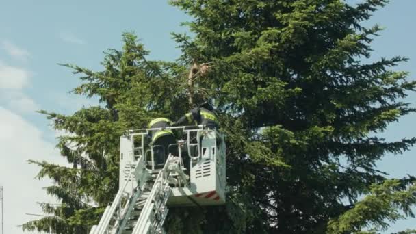 Bombeiros se preparando para cortar ramos de abeto — Vídeo de Stock