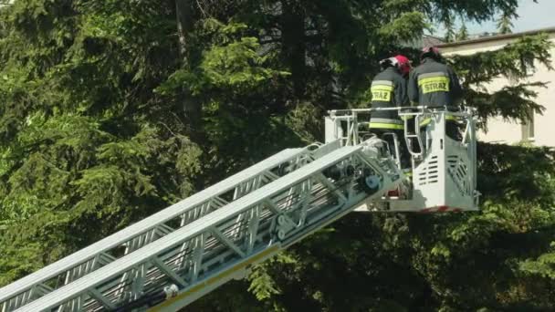 消防士のトウヒの枝をカットする準備をして — ストック動画