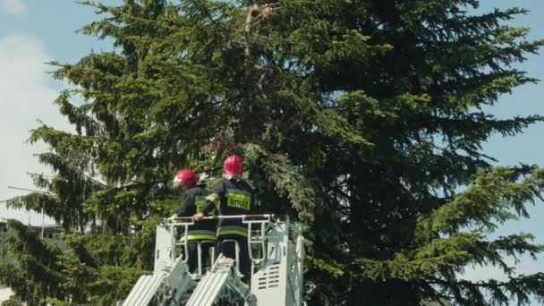 Brandmän som förbereder sig för att skära Spruce grenar — Stockvideo