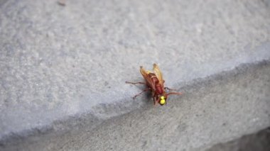 Taş duvara izole kırmızı yaban arısı