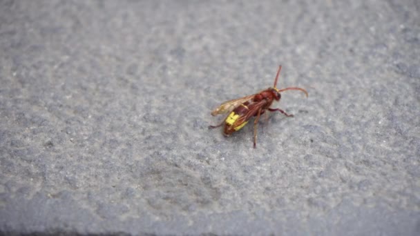 Red Wasp Isolated on a Stone Wall — Stock Video
