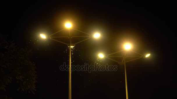 Σκώρος που φέρουν γύρω Streetlamps τη νύχτα — Αρχείο Βίντεο