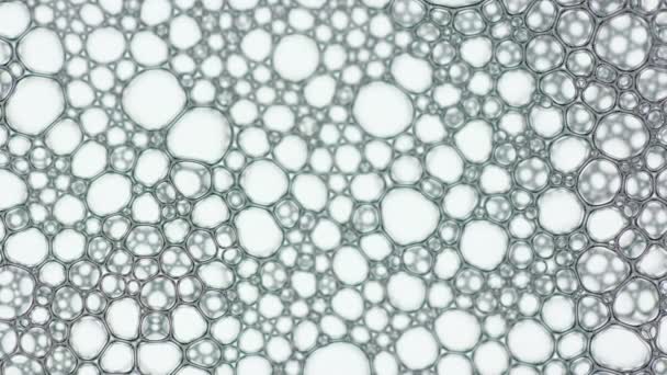 Burbuja de espuma de lavado de jabón o champú — Vídeos de Stock