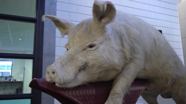 Taksydermia świni — Wideo stockowe