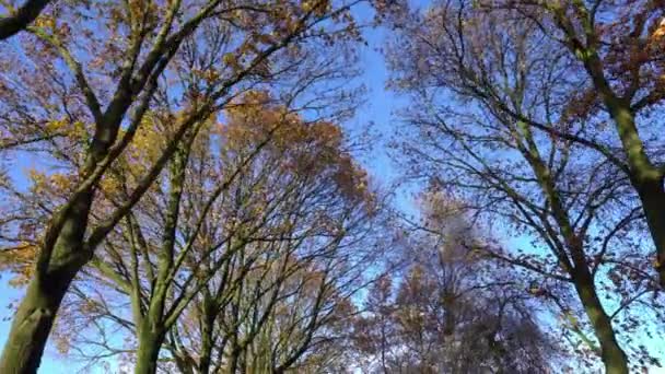 Alberi splendenti alla luce del giorno . — Video Stock