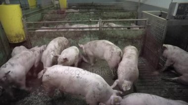 Domuz çiftliği birçok domuzlarla
