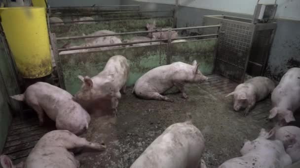 Vepřín s mnoha prasata — Stock video