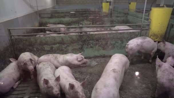 Quinta de suínos com muitos porcos — Vídeo de Stock